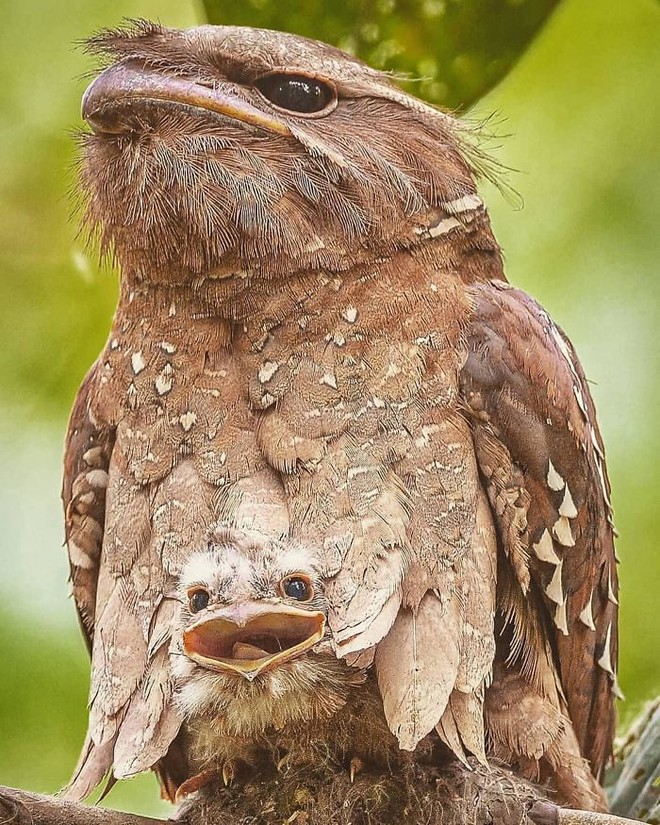 Frogmouth: A lovely mosquito owl with many expressions - Photo 4.