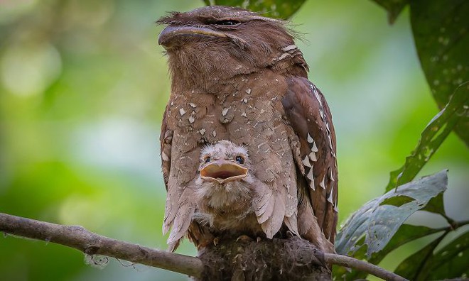 Frogmouth: A lovely mosquito owl with many expressions - Photo 12.