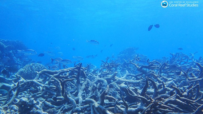 Rạn san hô 500 nghìn năm tuổi Great Barrier đã mất gần một nửa số san hô so với những năm 1990 - Ảnh 1.