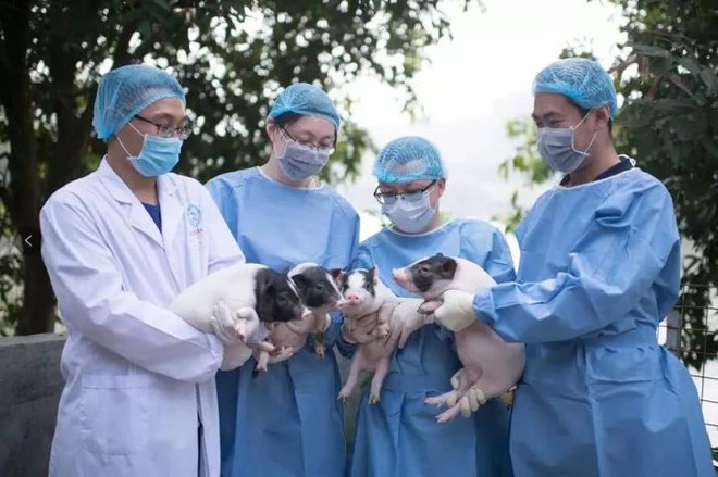 Ý nghĩa thực sự của việc nuôi lợn đối với khoa học - Ảnh 4.