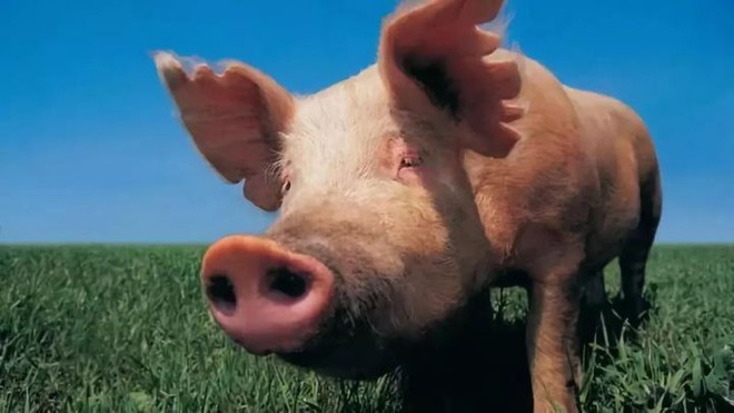 Ý nghĩa thực sự của việc nuôi lợn đối với khoa học - Ảnh 2.