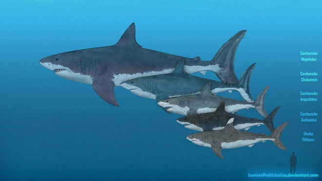 Ăn thịt anh em trong bụng mẹ: Bí quyết giúp quái vật biển Megalodon có kích cỡ khổng lồ - Ảnh 1. Ăn thịt anh em trong bụng mẹ: Bí quyết giúp quái vật biển Megalodon có kích cỡ khổng lồ - Ảnh 1.