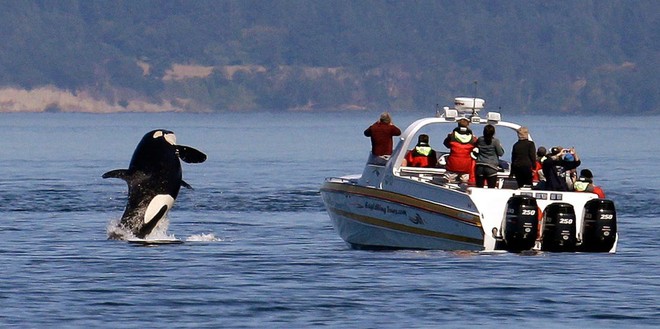 Lần đầu ghi nhận hành vi tấn công tàu thuyền theo đàn của cá voi sát thủ - Ảnh 2.