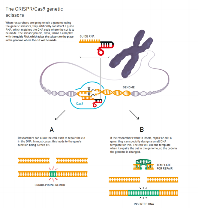 Nobel Hóa học 2020 gọi tên hai nữ khoa học gia phát minh công nghệ chỉnh sửa gen CRISPR/Cas9 - Ảnh 3. Nobel Hóa học 2020 gọi tên hai nữ khoa học gia phát minh công nghệ chỉnh sửa gen CRISPR/Cas9 - Ảnh 3.