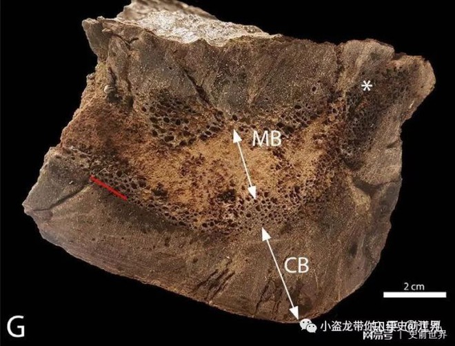 Cuộc đời của khủng long bạo chúa được chia thành 21 giai đoạn, hai trong số đó cực kỳ quan trọng và giúp chúng trở nên to lớn - Ảnh 13.