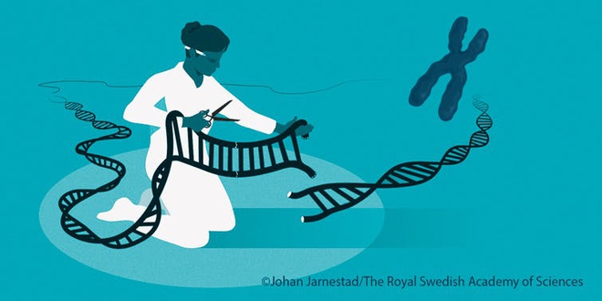 Một kỹ sư CRISPR giải thích tại sao công nghệ chỉnh sửa gen này xứng đáng đoạt giải Nobel Hóa học năm nay - Ảnh 2. Một kỹ sư CRISPR giải thích tại sao công nghệ chỉnh sửa gen này xứng đáng đoạt giải Nobel Hóa học năm nay - Ảnh 2.