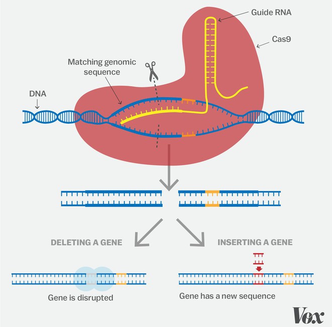 Một kỹ sư CRISPR giải thích tại sao công nghệ chỉnh sửa gen này xứng đáng đoạt giải Nobel Hóa học năm nay - Ảnh 4. Một kỹ sư CRISPR giải thích tại sao công nghệ chỉnh sửa gen này xứng đáng đoạt giải Nobel Hóa học năm nay - Ảnh 4.
