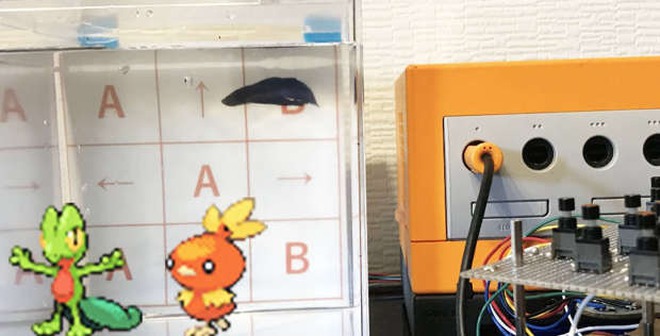 4 chú cá cảnh phá đảo Pokémon sau gần 3.200 giờ chơi, phát hiện cả bug game mà chưa ai tìm ra trong suốt 18 năm qua - Ảnh 2. 4 chú cá cảnh phá đảo Pokémon sau gần 3.200 giờ chơi, phát hiện cả bug game mà chưa ai tìm ra trong suốt 18 năm qua - Ảnh 2.
