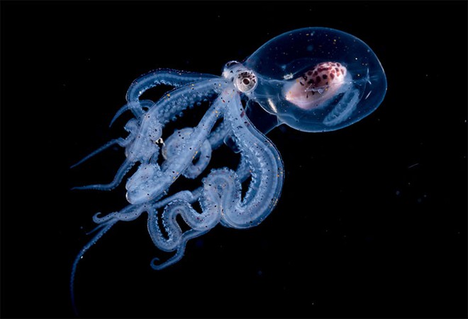 Nhiếp ảnh gia chụp được ảnh ấu trùng bạch tuộc với cái đầu trong suốt sống ở vùng nước tối và bạn thậm chí có thể nhìn thấy não của nó - Ảnh 2.