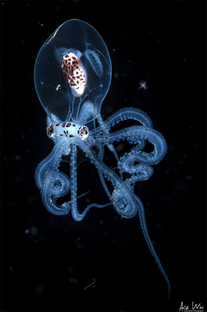 Nhiếp ảnh gia chụp được ảnh ấu trùng bạch tuộc với cái đầu trong suốt sống ở vùng nước tối và bạn thậm chí có thể nhìn thấy não của nó - Ảnh 4.