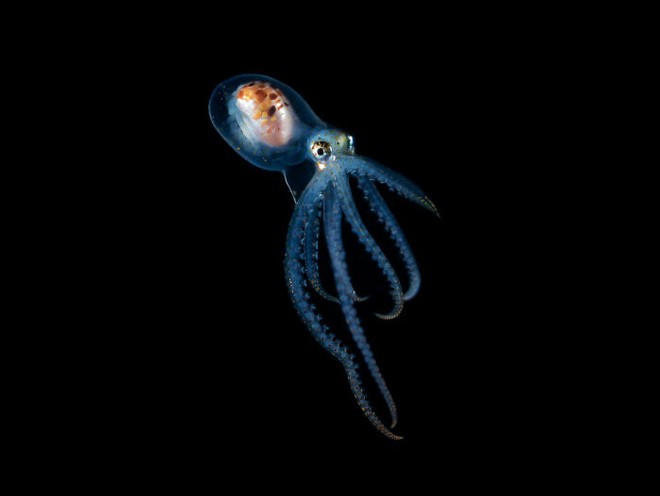 Nhiếp ảnh gia chụp được ảnh ấu trùng bạch tuộc với cái đầu trong suốt sống ở vùng nước tối và bạn thậm chí có thể nhìn thấy não của nó - Ảnh 6.