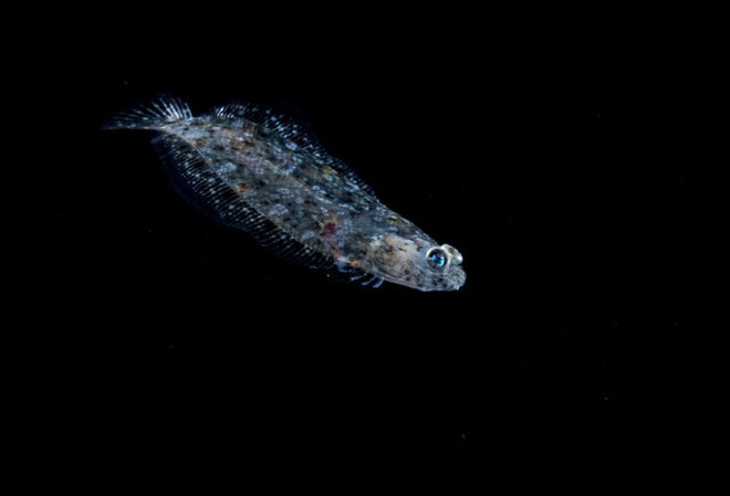 Nhiếp ảnh gia chụp được ảnh ấu trùng bạch tuộc với cái đầu trong suốt sống ở vùng nước tối và bạn thậm chí có thể nhìn thấy não của nó - Ảnh 14.