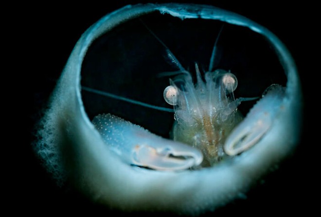 Nhiếp ảnh gia chụp được ảnh ấu trùng bạch tuộc với cái đầu trong suốt sống ở vùng nước tối và bạn thậm chí có thể nhìn thấy não của nó - Ảnh 18.