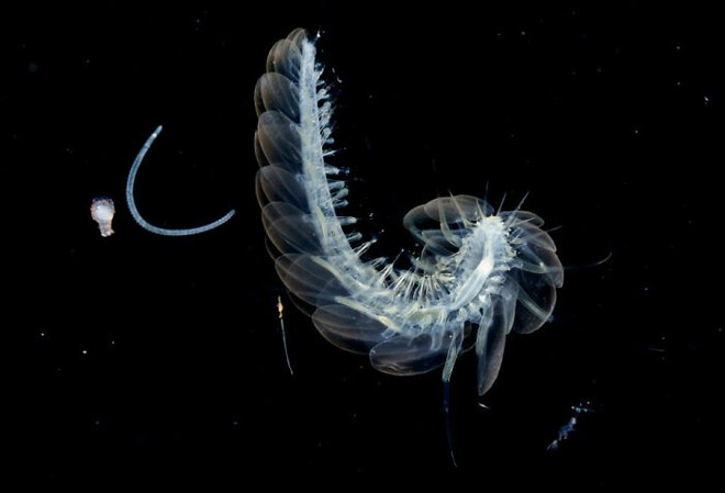 Nhiếp ảnh gia chụp được ảnh ấu trùng bạch tuộc với cái đầu trong suốt sống ở vùng nước tối và bạn thậm chí có thể nhìn thấy não của nó - Ảnh 20.