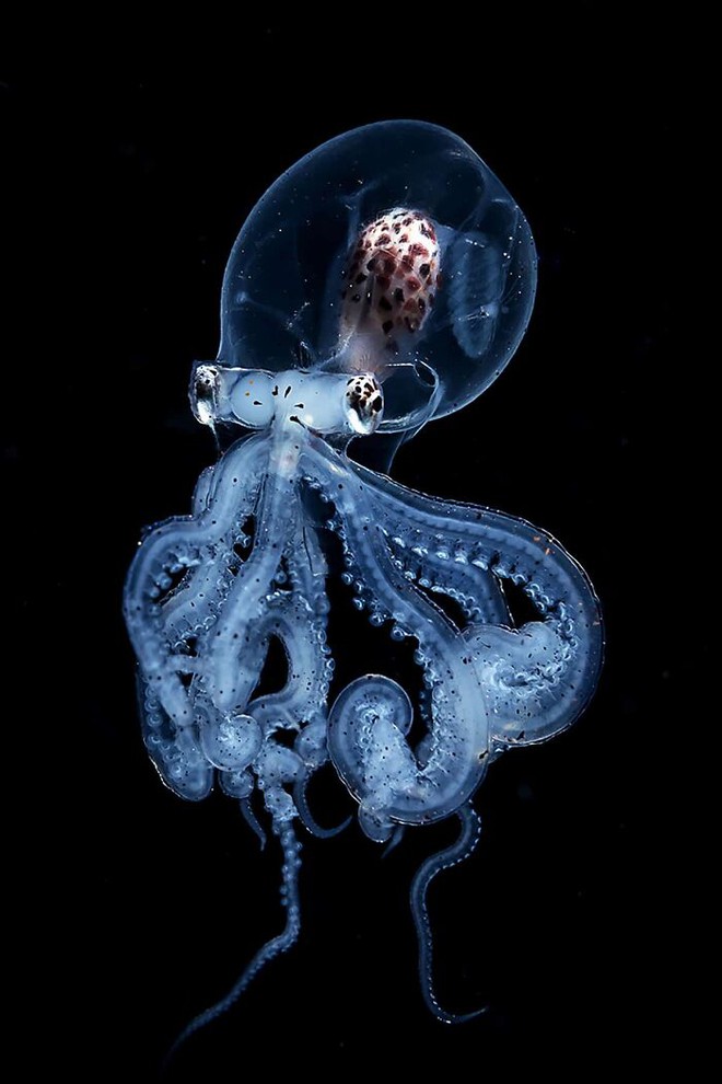 Nhiếp ảnh gia chụp được ảnh ấu trùng bạch tuộc với cái đầu trong suốt sống ở vùng nước tối và bạn thậm chí có thể nhìn thấy não của nó - Ảnh 3.