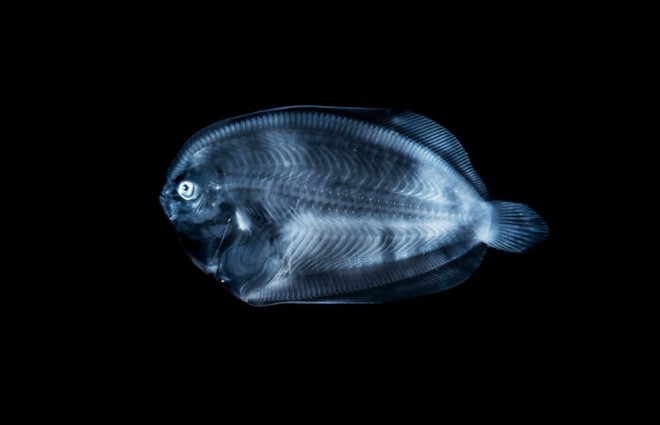Nhiếp ảnh gia chụp được ảnh ấu trùng bạch tuộc với cái đầu trong suốt sống ở vùng nước tối và bạn thậm chí có thể nhìn thấy não của nó - Ảnh 21.