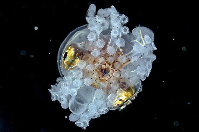 Nhiếp ảnh gia chụp được ảnh ấu trùng bạch tuộc với cái đầu trong suốt sống ở vùng nước tối và bạn thậm chí có thể nhìn thấy não của nó - Ảnh 5.