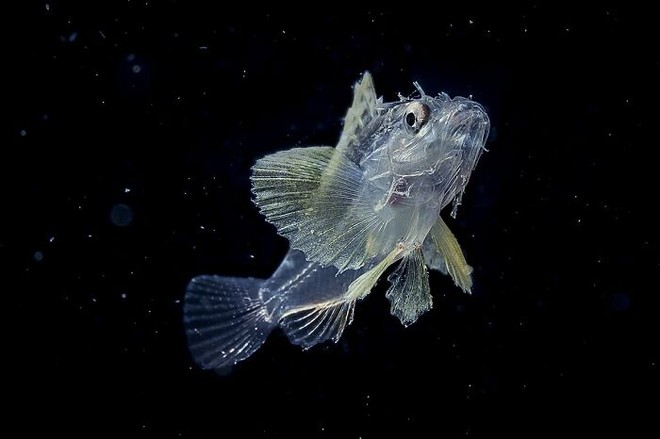 Nhiếp ảnh gia chụp được ảnh ấu trùng bạch tuộc với cái đầu trong suốt sống ở vùng nước tối và bạn thậm chí có thể nhìn thấy não của nó - Ảnh 8.