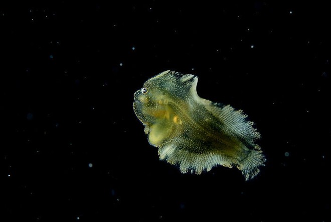 Nhiếp ảnh gia chụp được ảnh ấu trùng bạch tuộc với cái đầu trong suốt sống ở vùng nước tối và bạn thậm chí có thể nhìn thấy não của nó - Ảnh 9.