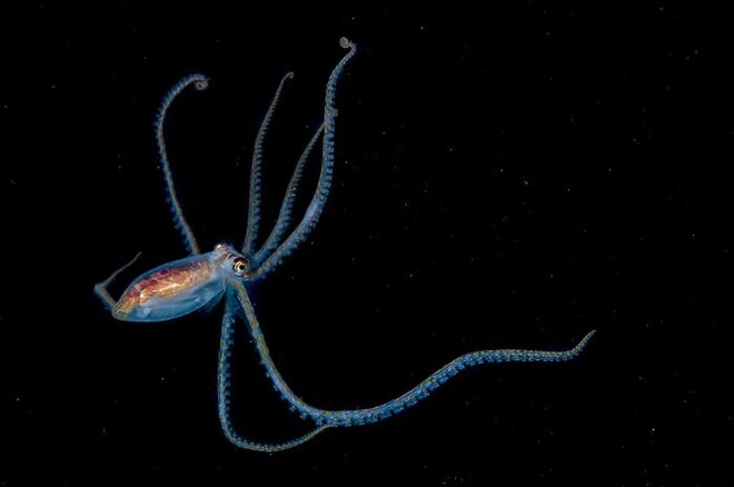 Nhiếp ảnh gia chụp được ảnh ấu trùng bạch tuộc với cái đầu trong suốt sống ở vùng nước tối và bạn thậm chí có thể nhìn thấy não của nó - Ảnh 10.