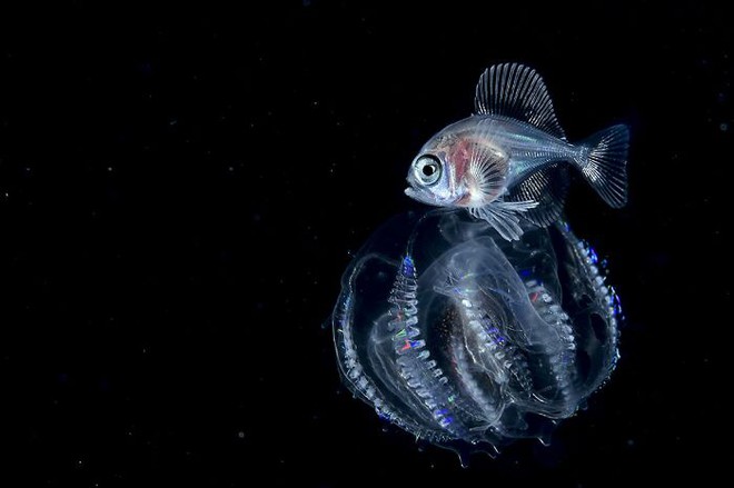 Nhiếp ảnh gia chụp được ảnh ấu trùng bạch tuộc với cái đầu trong suốt sống ở vùng nước tối và bạn thậm chí có thể nhìn thấy não của nó - Ảnh 11.