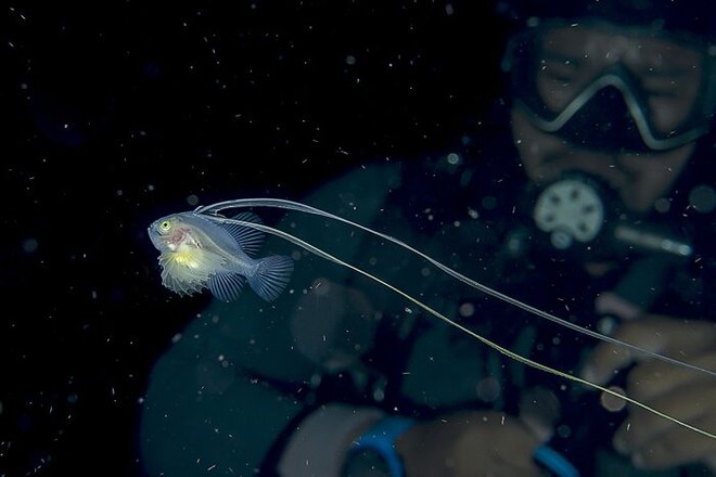 Nhiếp ảnh gia chụp được ảnh ấu trùng bạch tuộc với cái đầu trong suốt sống ở vùng nước tối và bạn thậm chí có thể nhìn thấy não của nó - Ảnh 12.