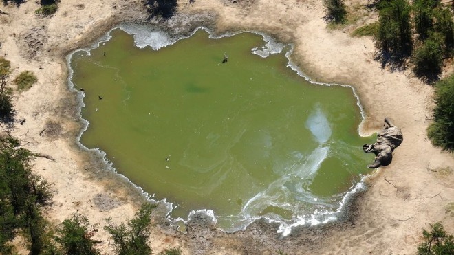 Tìm ra thủ phạm đã giết chết 330 con voi bên cạnh hồ nước - Ảnh 3.
