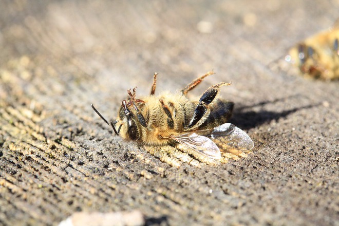 Biến đổi khí hậu đẩy loài ong vào nguy cơ tuyệt chủng, nhưng vẫn chưa quá muộn để nhân loại cứu chúng và cứu chính mình - Ảnh 1.