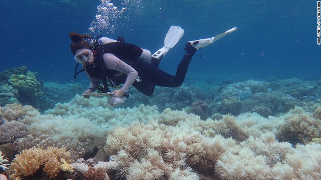 Khoa học cảnh báo: 70-90% san hô sẽ biến mất trong 20 năm tới, và tuyệt chủng trong 80 năm nữa - Ảnh 1.