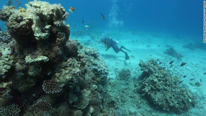 Khoa học cảnh báo: 70-90% san hô sẽ biến mất trong 20 năm tới, và tuyệt chủng trong 80 năm nữa - Ảnh 2.
