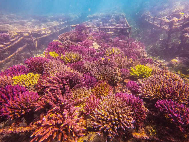 Khoa học cảnh báo: 70-90% san hô sẽ biến mất trong 20 năm tới, và tuyệt chủng trong 80 năm nữa - Ảnh 4.