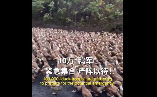 Trung Quốc cử “đội quân” 10 vạn con vịt đến biên giới để tiêu diệt 400 tỷ con châu chấu - Ảnh 1.