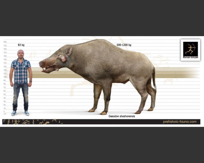 Loài lợn khổng lồ cổ đại: Kẻ khủng bố của Bắc Mỹ thời tiền sử - Ảnh 4.