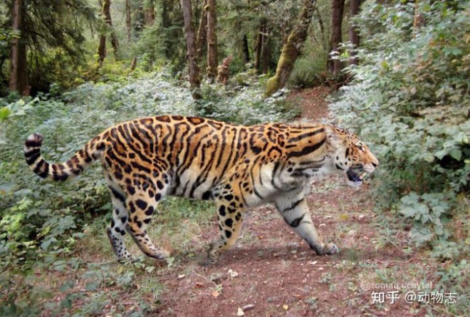 Yangs Tiger: Sư tử bản địa của Trung Quốc, nhưng lại được gọi là hổ - Ảnh 5.