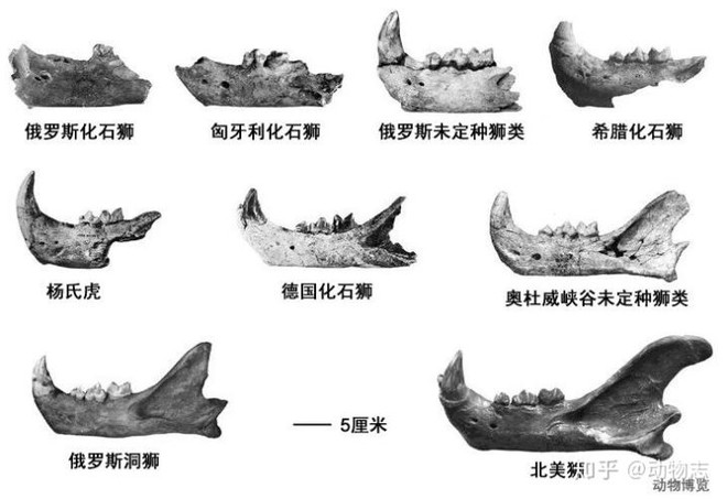 Yangs Tiger: Sư tử bản địa của Trung Quốc, nhưng lại được gọi là hổ - Ảnh 4.