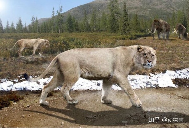 Yangs Tiger: Sư tử bản địa của Trung Quốc, nhưng lại được gọi là hổ - Ảnh 7.
