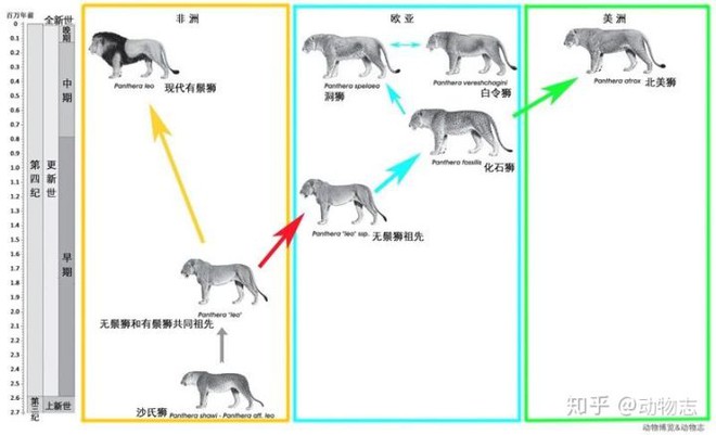 Yangs Tiger: Sư tử bản địa của Trung Quốc, nhưng lại được gọi là hổ - Ảnh 6.