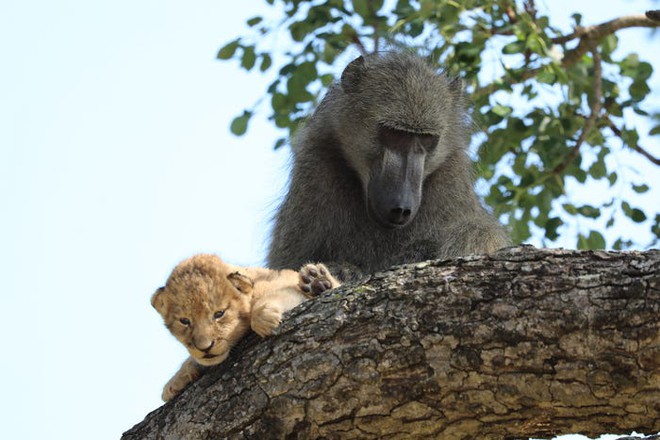 The Lion King đời thực là đây: Chú khỉ đầu chó vừa leo trèo vừa bế sư tử con, quyết không buông tay - Ảnh 4.