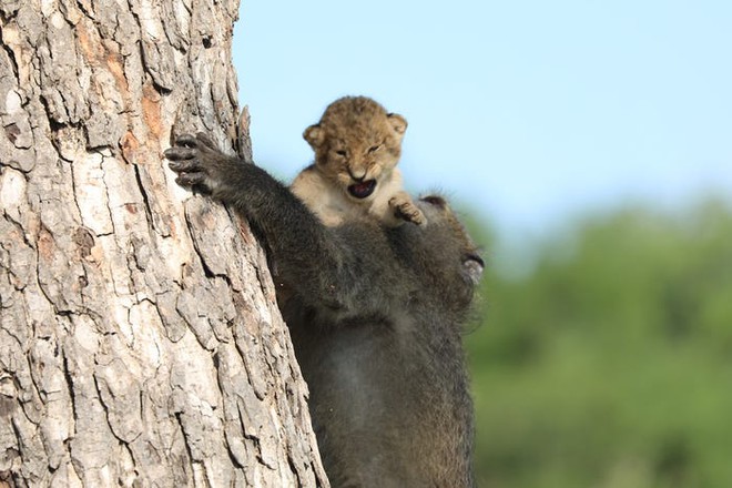 The Lion King đời thực là đây: Chú khỉ đầu chó vừa leo trèo vừa bế sư tử con, quyết không buông tay - Ảnh 5.