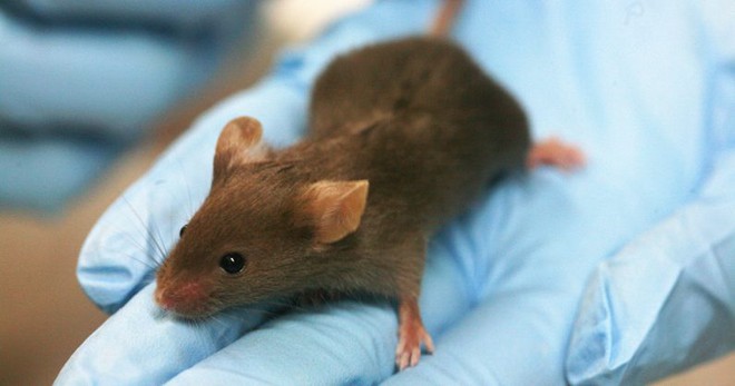 Sử dụng liệu pháp tế bào gốc, các nhà khoa học chữa khỏi hoàn toàn bệnh tiểu đường trên chuột - Ảnh 1.