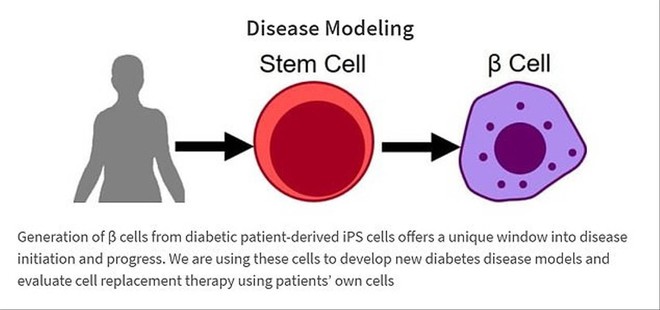 Sử dụng liệu pháp tế bào gốc, các nhà khoa học chữa khỏi hoàn toàn bệnh tiểu đường trên chuột - Ảnh 2.