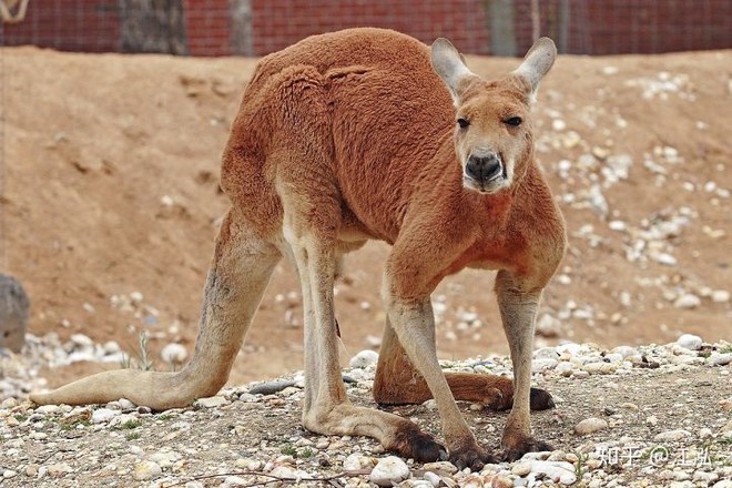 Chuột túi Kangaroo, cái tên vô cùng quen thuộc đối với rất nhiều người. Đây có thể coi là giống chuột hiện đại lớn nhất trên thế giới và sống chủ yếu ở nước Úc. Chúng được xếp vào dòng thú có túi thuộc họ Macropods (họ chân lớn). Đây là dòng chuột duy nhất không được xếp vào bộ chuột hay bộ gặm nhấm.