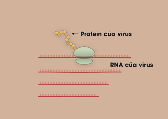 Nhà văn khoa học mô tả tường tận quá trình virus corona lây nhiễm, tấn công người bệnh - Ảnh 7.