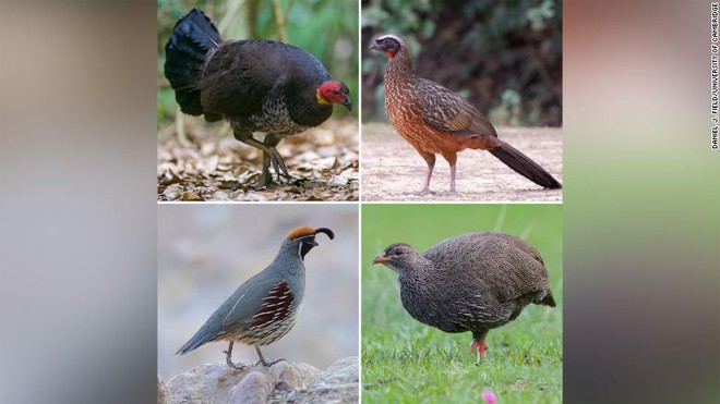 Một số loài chim giống gà