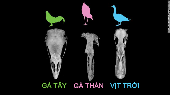 Phát hiện ra hộp sọ nguyên vẹn của Gà kỳ diệu: tổ tiên của loài chim ngày nay, sống cùng thời khủng long từ 67 triệu năm trước - Ảnh 3.