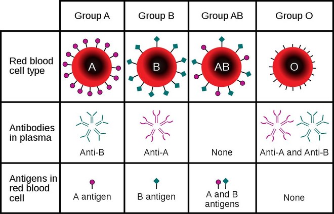 Nhóm máu, kháng thể và khả năng miễn dịch với Covid-19 có liên quan như thế nào? - Ảnh 3.