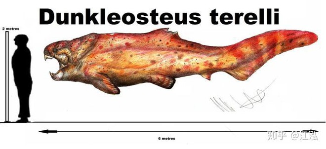 Loài cá Dunkleosteus: kẻ hủy diệt của kỷ Devon - Ảnh 4.
