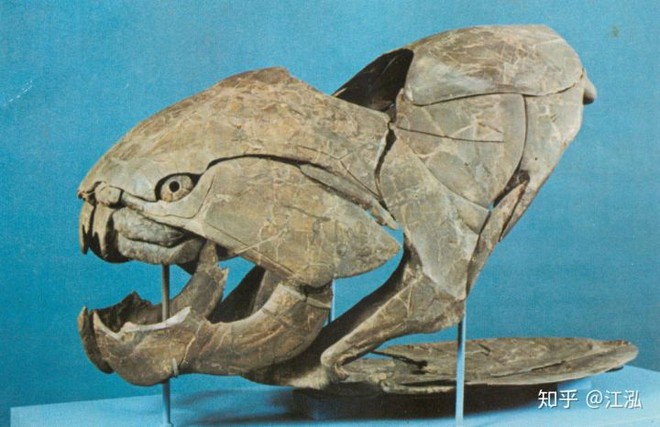 Loài cá Dunkleosteus: kẻ hủy diệt của kỷ Devon - Ảnh 5.