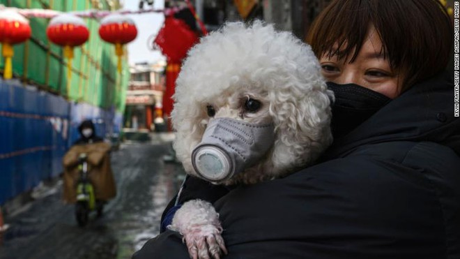 Chuyên gia khẳng định thú cưng không thể nhiễm Covid-19, vậy lý do một chú chó ở Hồng Kông dương tính với virus là gì? - Ảnh 4.
