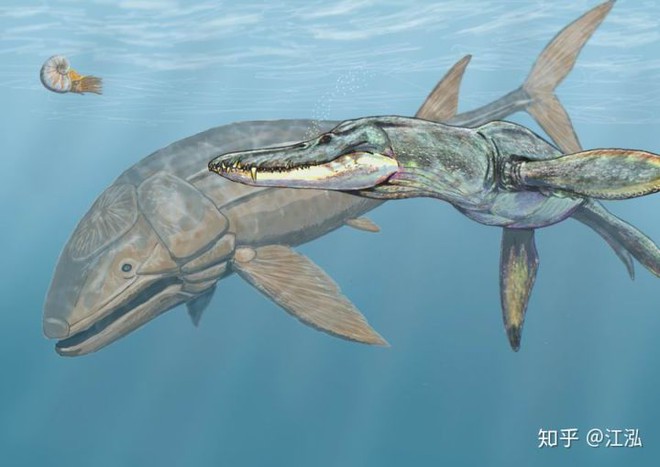 Leedsichthys: Máy hút bụi của biển cả Kỷ Jura từng bị hiểu nhầm là khủng long - Ảnh 12.